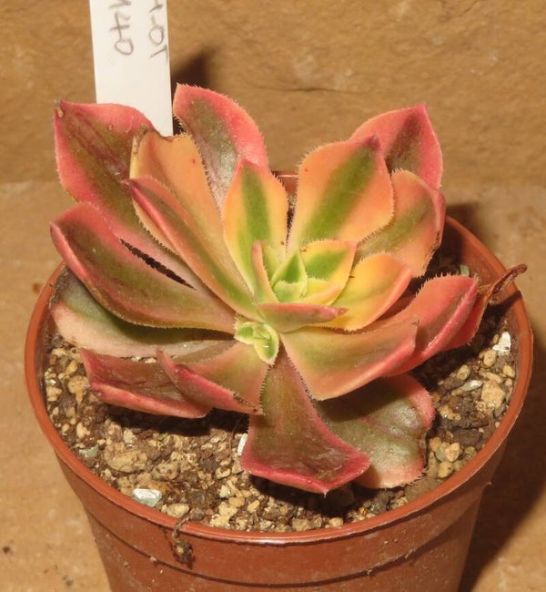 Aeonium leucoblepharum variegata