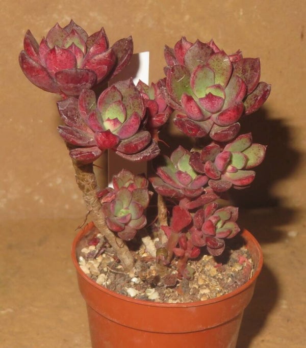 Echeveria alata