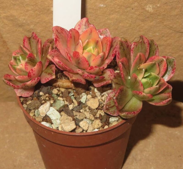 Aeonium cv Bronze Medal variegata