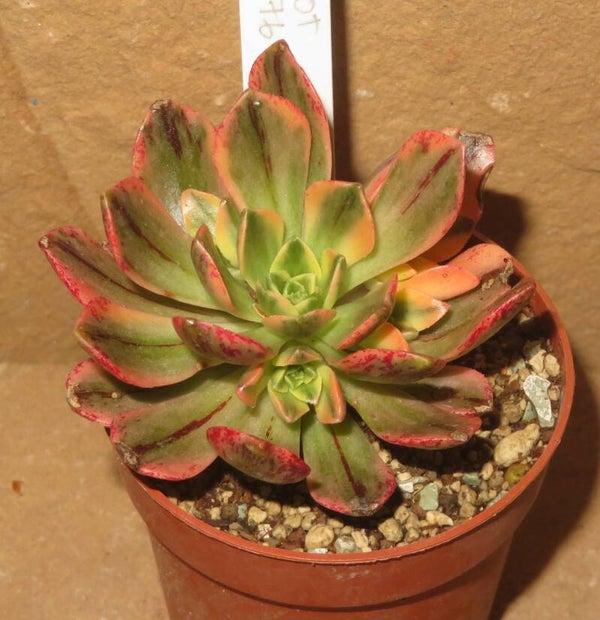 Aeonium cv Bronze Medal variegata
