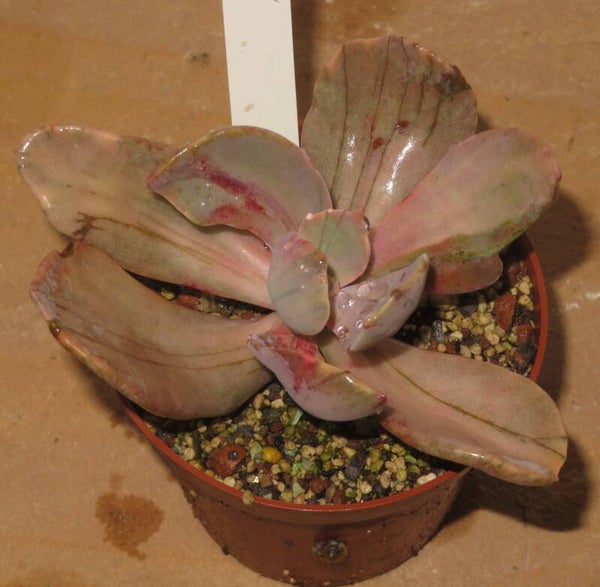 Pachyveria cv Pampoteus variegata