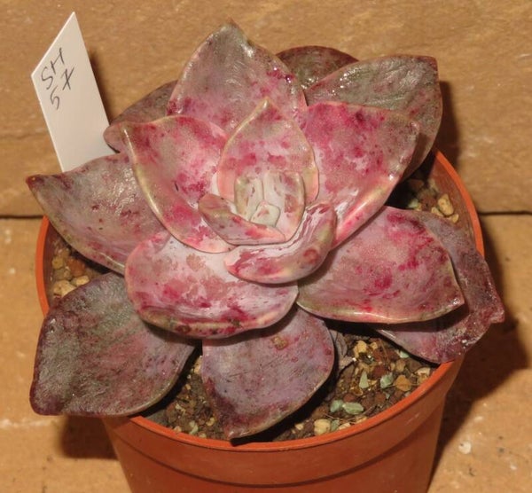 Graptoveria bainesii - albert baynes  variegata