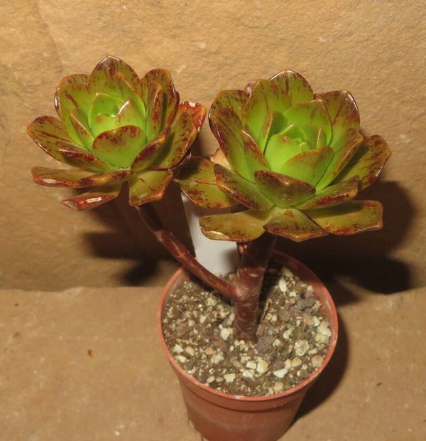 Aeonium cv Bronze Medal