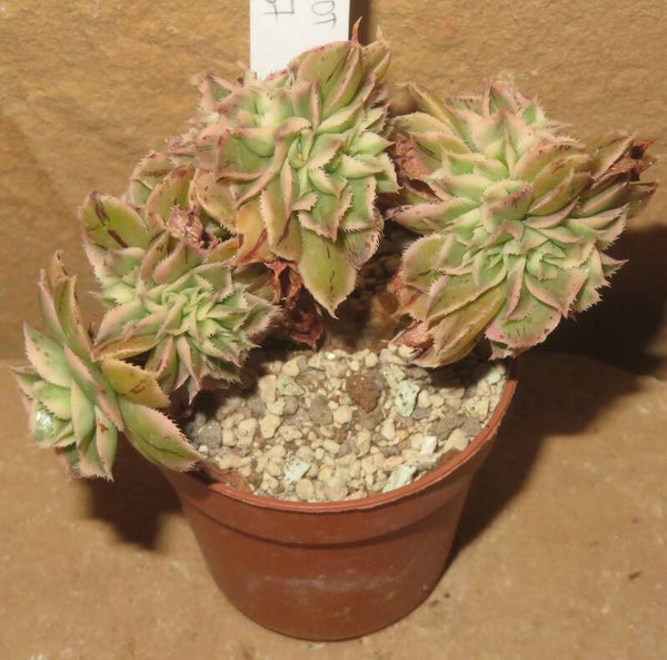Aeonium decorum cv Tricolor cristata variegata