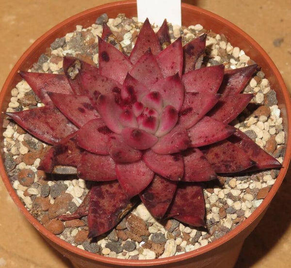 Echeveria agavoides cv PINK Star