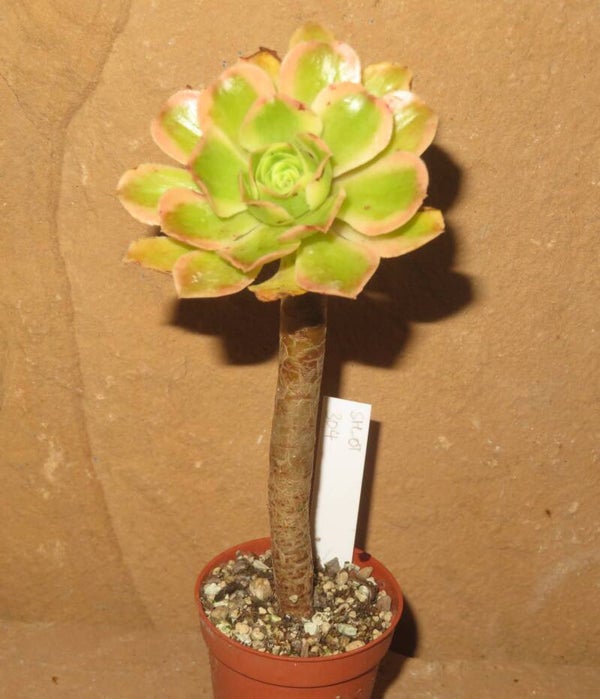 Aeonium arboreum variegata