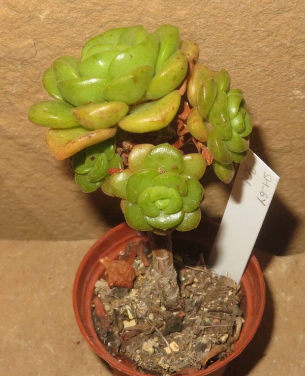 Aeonium cv Lily Pad