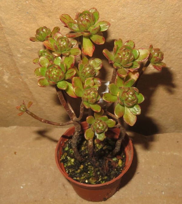 Aeonium arnoldii