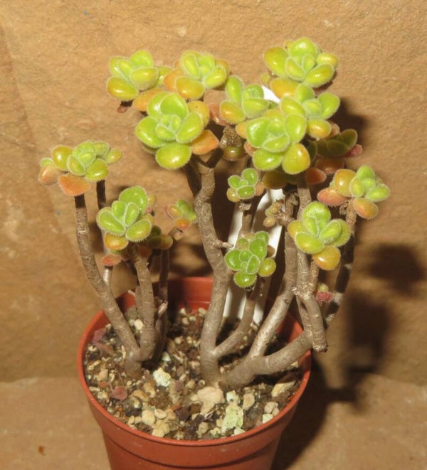 Aeonium lindleyi