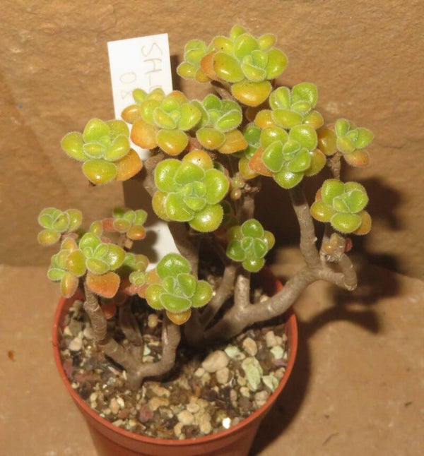 Aeonium lindleyi