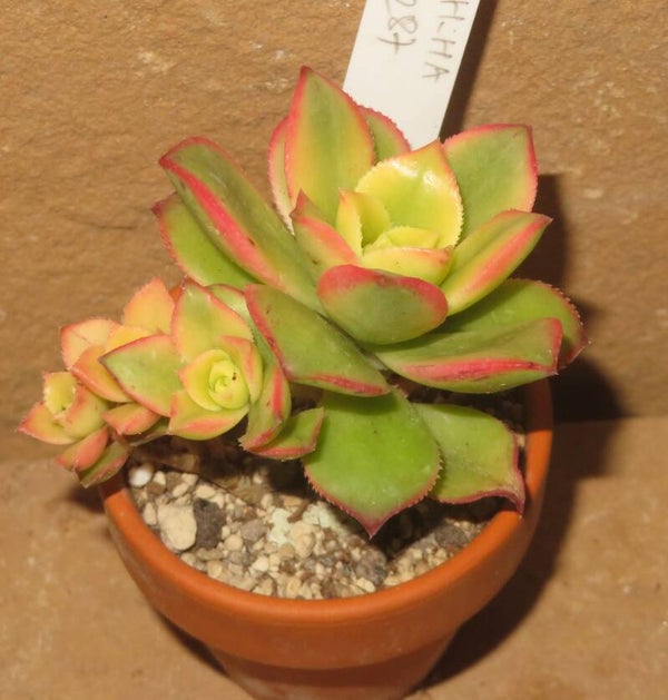 Aeonium decorum cv Sunburst variegata