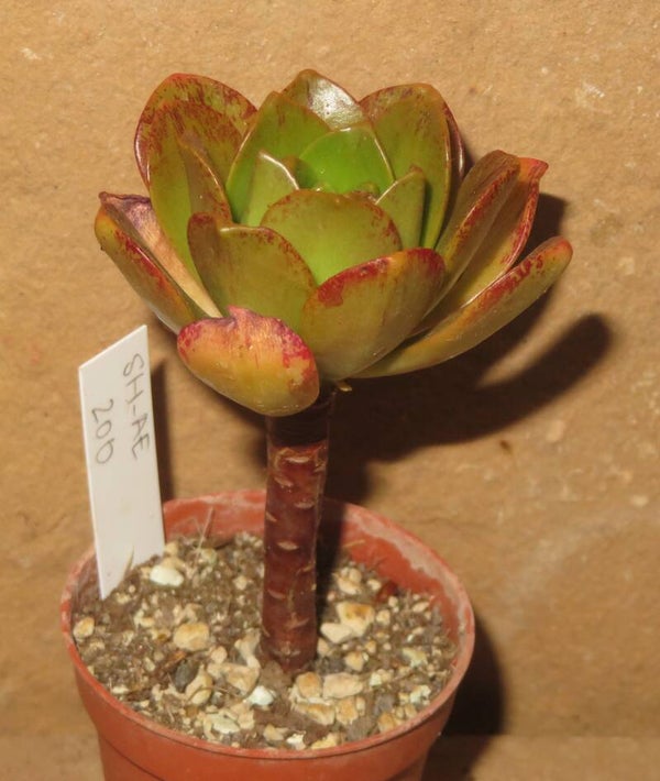 Aeonium cv Bronze Medal