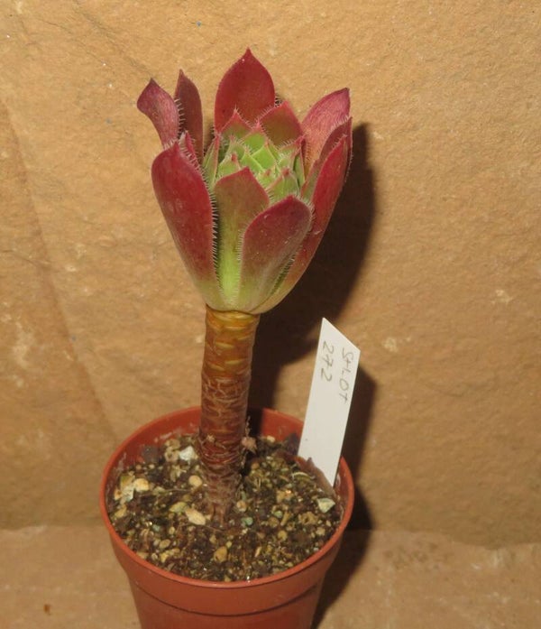 Aeonium simsii x Schwarzkopf cv Black Magic