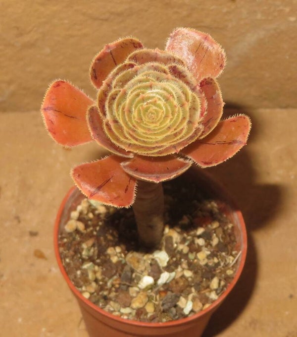 Aeonium arboreum rubrolineatum
