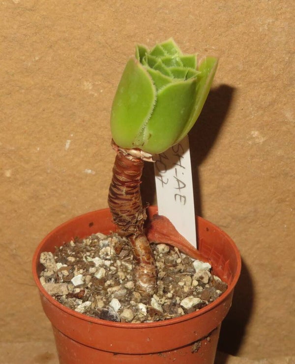 Aeonium arboreum x simsii cv Ice Edged
