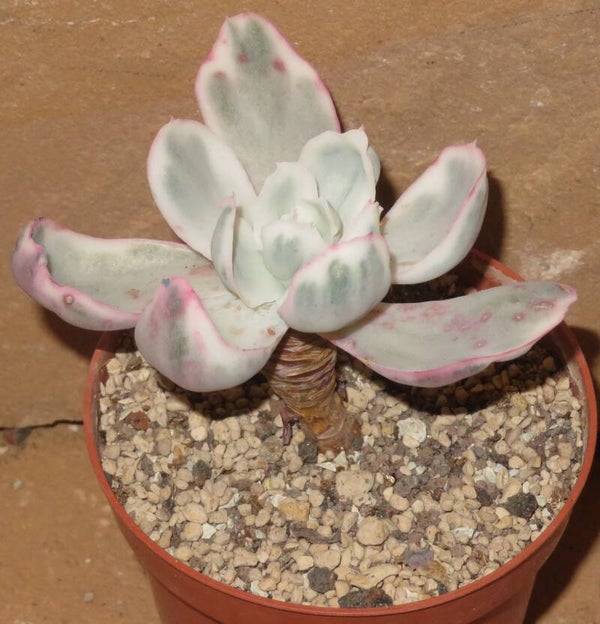 Echeveria cv Berkeley Light variegata