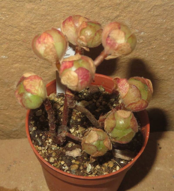 Aeonium saundersii