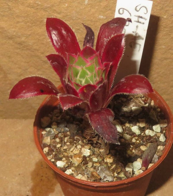 Aeonium cv Peacock variegata ( Black Magic )