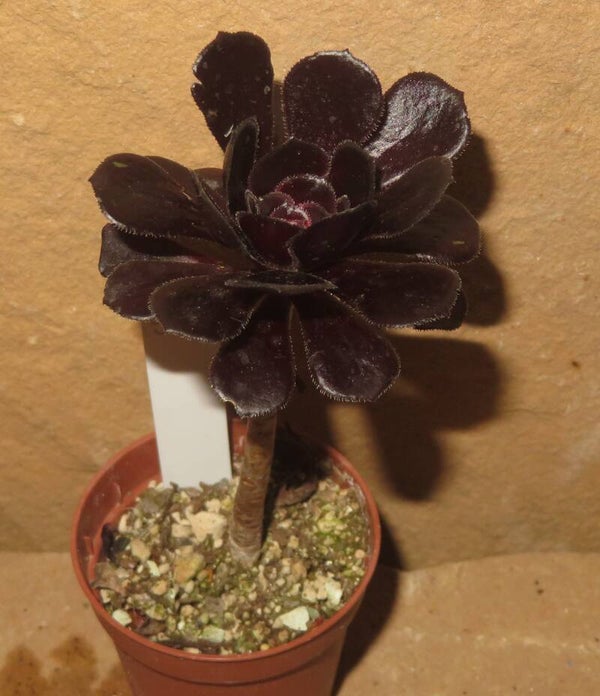 Aeonium arboreum 'Atropurpureum' SCHWARZKOPF