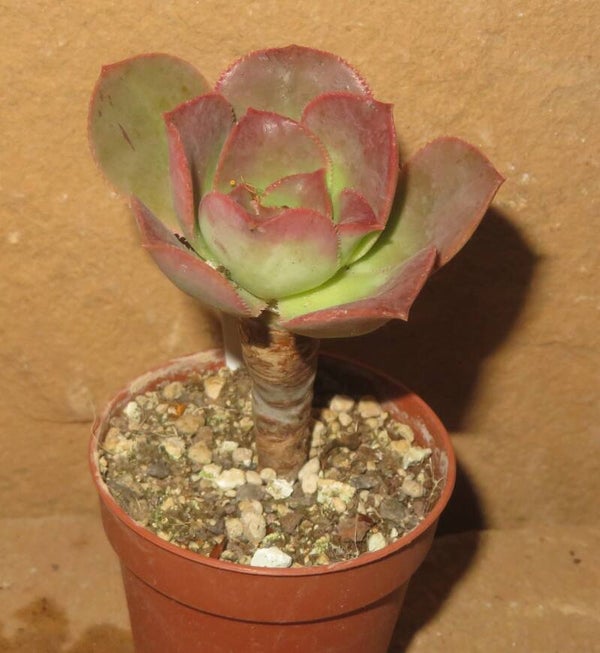 Aeonium davidbramwellii