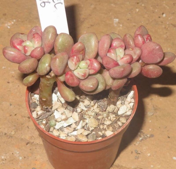 Sedum cv Pink Blush New!!!
