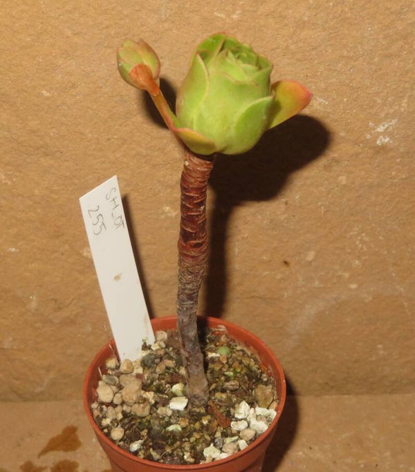 Aeonium dodrantale