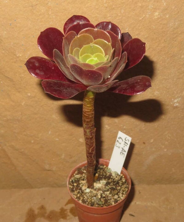 Aeonium cv Blushing Beauty