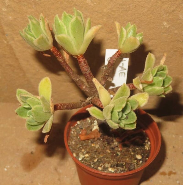 Aeonium cv Ballerina variegata