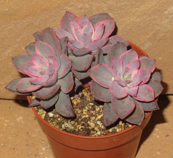 Echeveria cv Pink Harin variegata - Gruppe