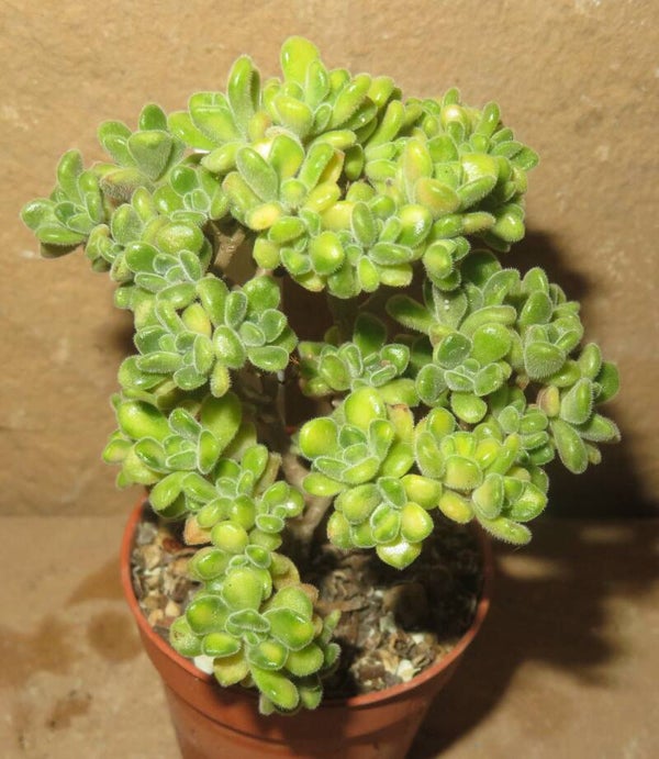 Aeonium lindleyi variegata