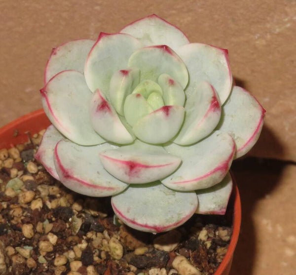 Sedeveria cv Pudgy variegata