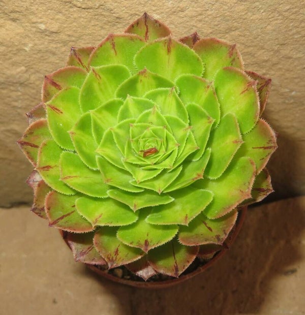 Aeonium cv Zhi Fou green variegata