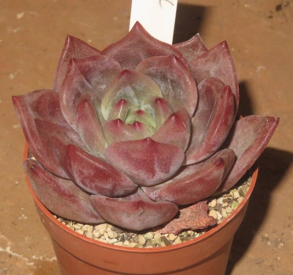 Echeveria cv Baekya ( Red Champagne ) - 2 Blätter / Blattstecklinge