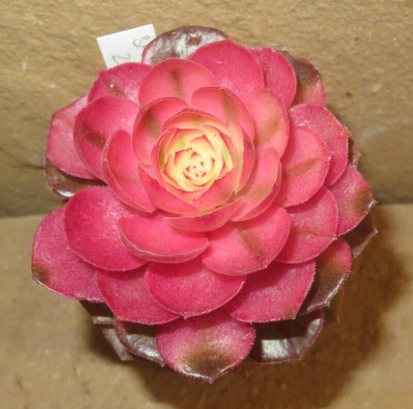 Aeonium cv Hallowen variegata
