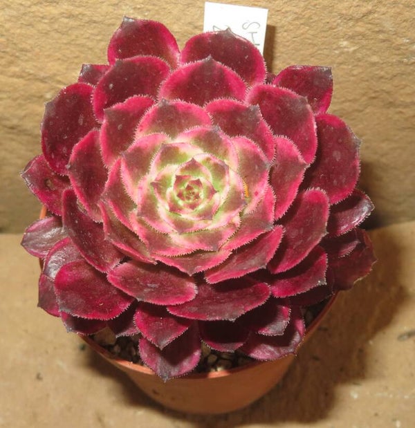 Aeonium cv Ink Painting variegata