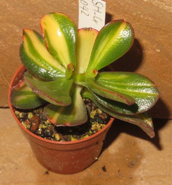 Crassula argentea cv Mikaeri Bijin variegata