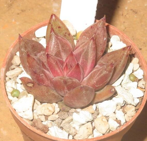 Echeveria cv Psyche