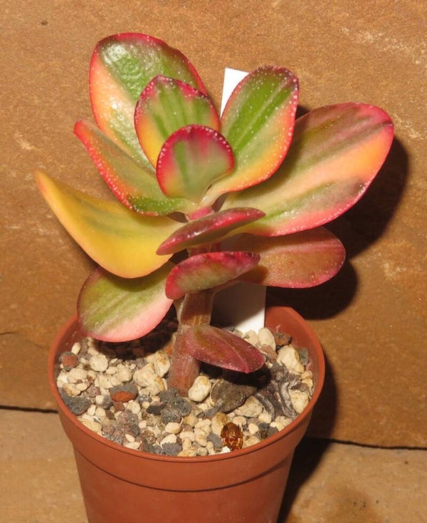 Crassula argentea cv Maruba NISHIKI variegata