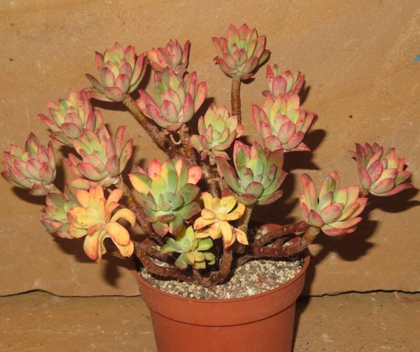 Echeveria cv Mini Belle variegata - Große Alte Pflanze