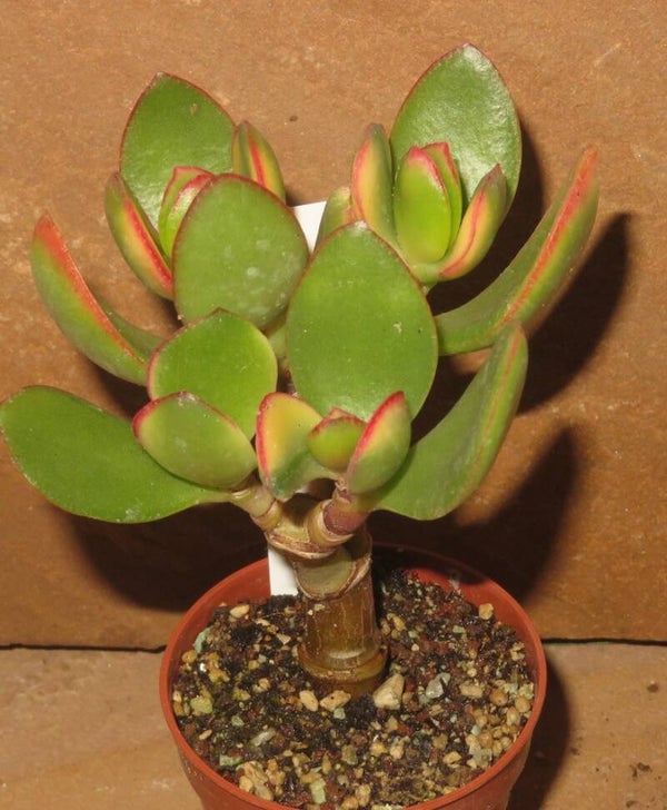 Crassula argentea cv Maruba Kagetsu variegata