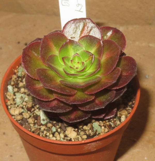 Aeonium cv Matcha variegata - Halloween mediopicta variegata