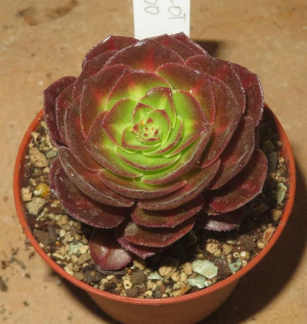 Aeonium cv Matcha variegata - Halloween mediopicta variegata