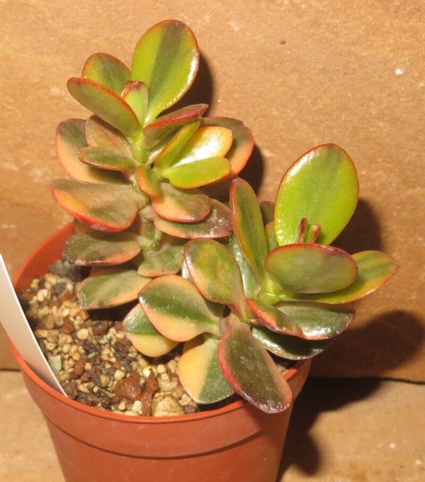 Crassula argentea cv Majiko Gorudo variegata