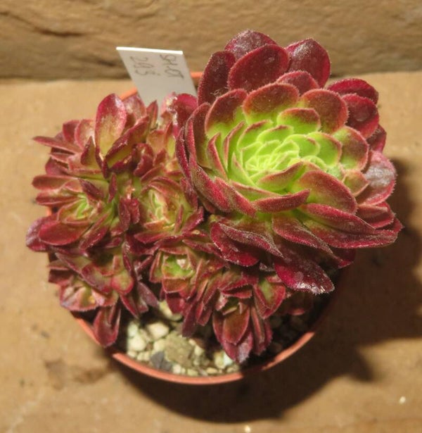 Aeonium cv Milky White cristata variegata