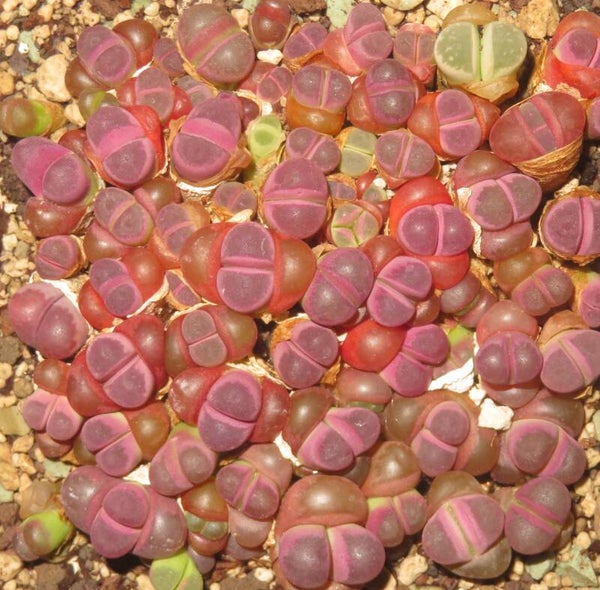 Lithops Optica Rubra ca 80 Stück