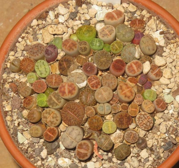 Lithops Mix ca. 60 Stück