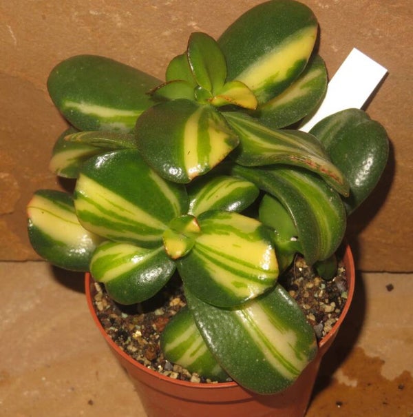 Crassula argentea cv Mikaeri Bijin variegata