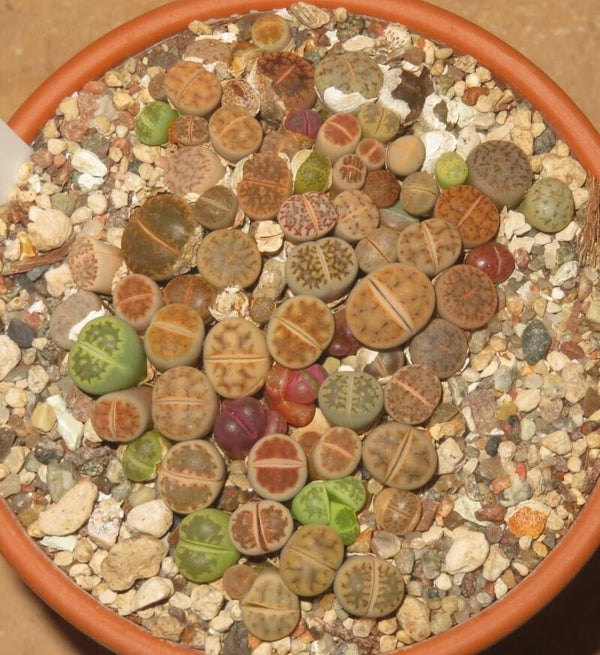 Lithops Mix ca. 60 Stück