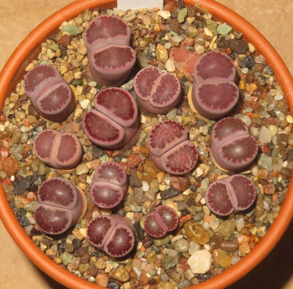 13x Lithops julii x Bacchus Sato's Violet