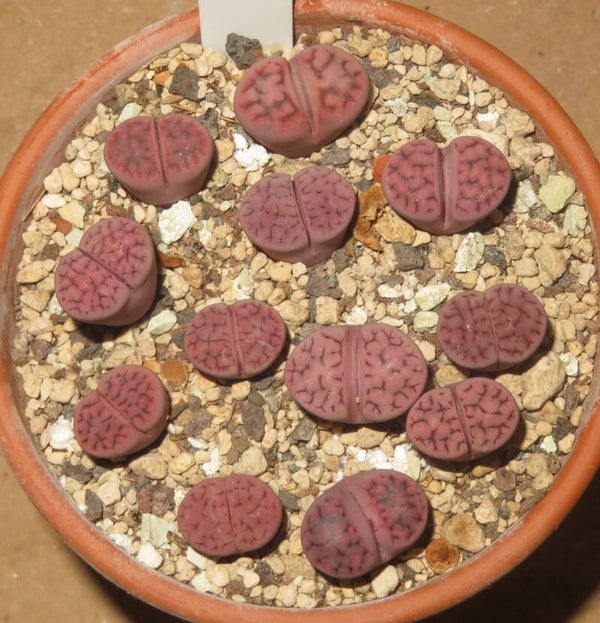 12x Lithops karasmontana ssp. eberlanzii cv Purple